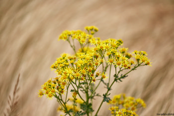Ragwort wheat This nature photograph captures a close-up view of vibrant yellow ragwort flowers in the morning light of a summer day. The image prominently shows the delicate structure of the ragwort plants with their bright yellow petals and finely divided green leaves, set against a softly blurred background of wheat. The composition emphasizes the flowers as the main subject, illustrating their natural presence among the grasses. This still life scene highlights the details of the plants and the seasonal richness of summer flora.